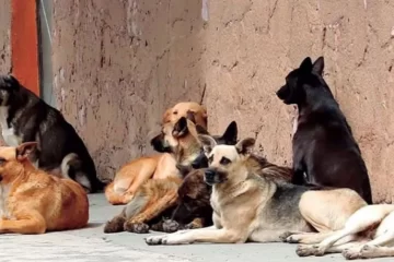 Macachín refuerza la normativa para mejorar la convivencia:nueva ordenanza sobre mascotas y multas en una segunda etapa