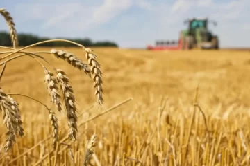 Proyectan cosecha récord de 154,8 millones de toneladas para 2025/26