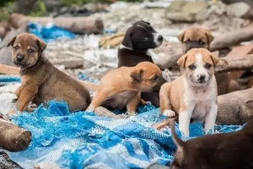 Vecinos proteccionistas denuncian abandono de la salud pública animal en Coronel Suárez Vecinos proteccionistas denuncian abandono de la salud pública animal en Coronel Suárez