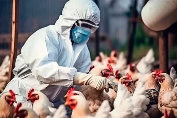 Detectan el segundo caso de gripe aviar en el país y siguen suspendidas las exportaciones