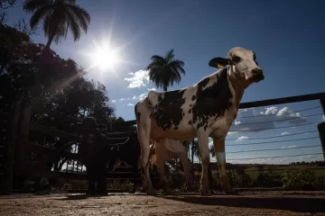 «Es abrumador»: el 42% de las ventas de un tambo se van en los 37 impuestos que paga un establecimiento