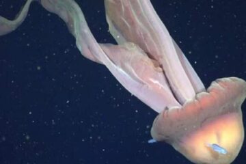 Registran una medusa gigante de 11 metros en Mar Argentino