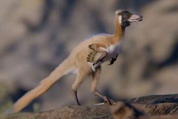 Hallazgo en la Patagonia argentina: encontraron restos de un dinosaurio diminuto del tamaño de una gallina