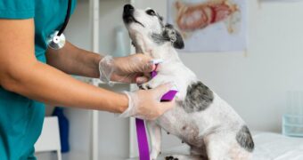 Nueva jornada gratuita de castración de perros y gatos en Rivera Nueva jornada gratuita de castración de perros y gatos en Rivera