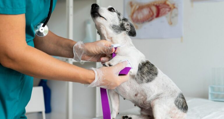 Nueva jornada gratuita de castración de perros y gatos en Rivera Nueva jornada gratuita de castración de perros y gatos en Rivera