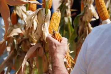 El sudoeste bonaerense y la IA: ¿cómo se trabaja para obtener los mejores cultivos?