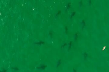 Avistan más de un centenar de tiburones entre las costas de Las Grutas y San Antonio Oeste