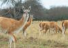 Desde la Sociedad Rural proponen impulsar el consumo de carne de guanaco en el país