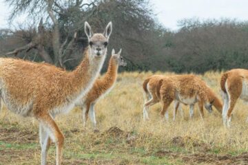 Desde la Sociedad Rural proponen impulsar el consumo de carne de guanaco en el país