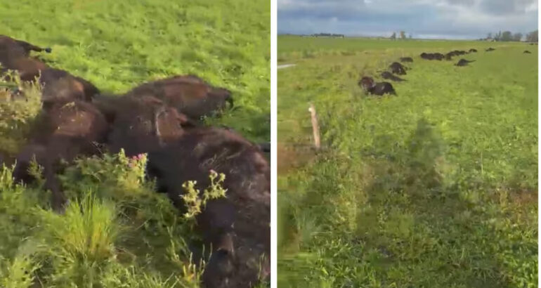 La Madrid: un rayo mató 33 terneros en un campo