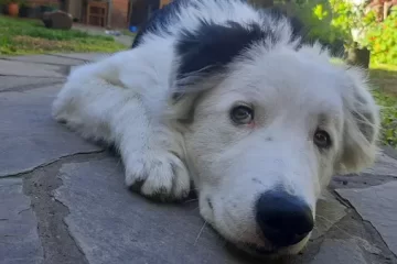 Día del Animal: una jornada para reflexionar sobre el cuidado y la tenencia responsable