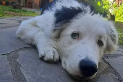 Proponen una Ley que castigue con penas de hasta 60 días de arresto a que quienes maltraten a sus mascotas Proponen una Ley que castigue con penas de hasta 60 días de arresto a que quienes maltraten a sus mascotas