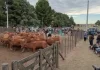 La 50ª Exposición Rural de Tornquist abre sus tranqueras a toda la zona