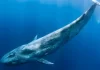 Por primera logran registrar en Comodoro Rivadavia una ballena azul desde un bote Por primera logran registrar en Comodoro Rivadavia una ballena azul desde un bote