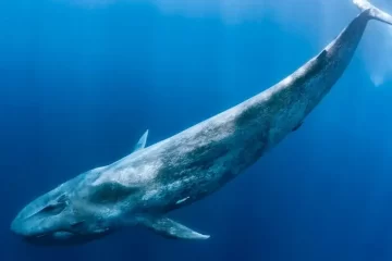 Por primera logran registrar en Comodoro Rivadavia una ballena azul desde un bote Por primera logran registrar en Comodoro Rivadavia una ballena azul desde un bote