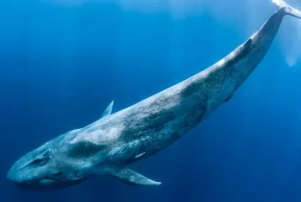 Por primera logran registrar en Comodoro Rivadavia una ballena azul desde un bote Por primera logran registrar en Comodoro Rivadavia una ballena azul desde un bote