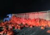 Volcó un camión cargado con cebolla sobre la Ruta 33 cerca de Espartillar Volcó un camión cargado con cebolla sobre la Ruta 33 cerca de Espartillar