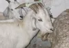 Quilmes: rescataron más de 40 animales de un templo umbanda antes de que los sacrificaran Quilmes: rescataron más de 40 animales de un templo umbanda antes de que los sacrificaran