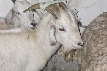 Quilmes: rescataron más de 40 animales de un templo umbanda antes de que los sacrificaran Quilmes: rescataron más de 40 animales de un templo umbanda antes de que los sacrificaran