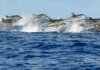 Un fenómeno pocas veces visto: registraron más de 500 delfines frente a la costa de Las Grutas Un fenómeno pocas veces visto: registraron más de 500 delfines frente a la costa de Las Grutas