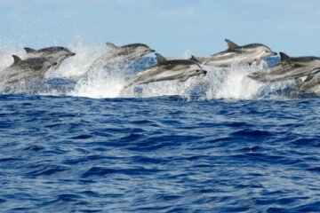 Un fenómeno pocas veces visto: registraron más de 500 delfines frente a la costa de Las Grutas Un fenómeno pocas veces visto: registraron más de 500 delfines frente a la costa de Las Grutas