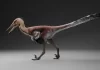 Hallazgo en Santa Cruz: descubren una nueva especie de dinosaurio raptor cerca de El Calafate Hallazgo en Santa Cruz: descubren una nueva especie de dinosaurio raptor cerca de El Calafate