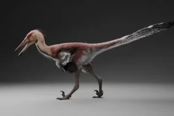 Hallazgo en Santa Cruz: descubren una nueva especie de dinosaurio raptor cerca de El Calafate Hallazgo en Santa Cruz: descubren una nueva especie de dinosaurio raptor cerca de El Calafate