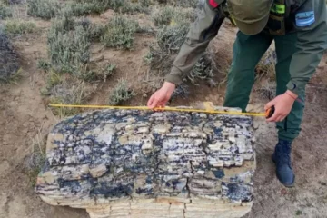 Río Negro: hallaron un bosque de troncos petrificados de 50 millones de años Río Negro: hallaron un bosque de troncos petrificados de 50 millones de años