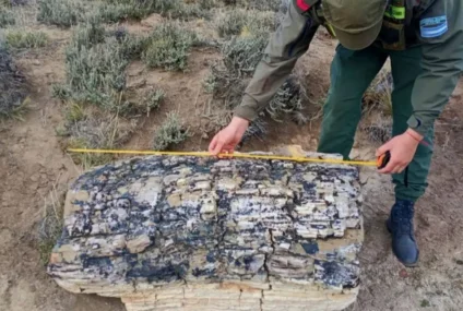 Río Negro: hallaron un bosque de troncos petrificados de 50 millones de años Río Negro: hallaron un bosque de troncos petrificados de 50 millones de años