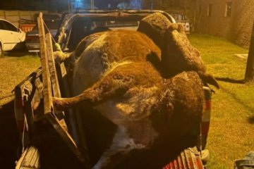 Detienen a dos hombres por abigeato tras una persecución en la ruta 18: transportaban un vacuno faenado Detienen a dos hombres por abigeato tras una persecución en la ruta 18: transportaban un vacuno faenado