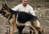 Día Nacional del Perro: la historia de Chonino, el héroe de cuatro patas que inspiró la fecha Día Nacional del Perro: la historia de Chonino, el héroe de cuatro patas que inspiró la fecha