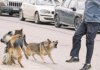 El Concejo Deliberante aprobó por unanimidad una minuta sobre tenencia responsable de perros El Concejo Deliberante aprobó por unanimidad una minuta sobre tenencia responsable de perros