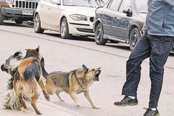El Concejo Deliberante aprobó por unanimidad una minuta sobre tenencia responsable de perros El Concejo Deliberante aprobó por unanimidad una minuta sobre tenencia responsable de perros