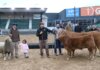 “De Paul”, “Tini Tini” y “Tim Payne” en Palermo: los primeros animales ya están en la Expo Rural 2026 “De Paul”, “Tini Tini” y “Tim Payne” en Palermo: los primeros animales ya están en la Expo Rural 2026