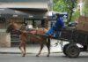 Buscan prohibir por ley la tracción a sangre en toda la provincia de Buenos Aires Buscan prohibir por ley la tracción a sangre en toda la provincia de Buenos Aires