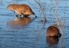 Una laguna congelada y dos carpinchos sorprendidos: la postal viral que dejó la ola polar en la región Una laguna congelada y dos carpinchos sorprendidos: la postal viral que dejó la ola polar en la región