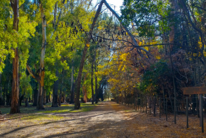 Abrieron una nueva convocatoria para productores con bosques nativos en la provincia de Buenos Aires Abrieron una nueva convocatoria para productores con bosques nativos en la provincia de Buenos Aires