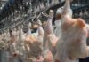 El pollo desplazó a la carne vacuna como la proteína más consumida por los argentinos El pollo desplazó a la carne vacuna como la proteína más consumida por los argentinos