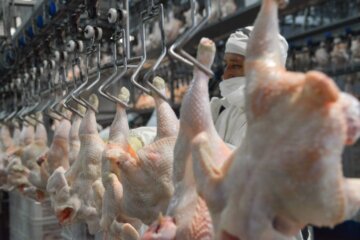 El pollo desplazó a la carne vacuna como la proteína más consumida por los argentinos El pollo desplazó a la carne vacuna como la proteína más consumida por los argentinos
