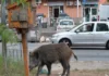 Alerta en el campo: estiman 4 millones de jabalíes y advierten por el impacto productivo y ambiental de la especie Alerta en el campo: estiman 4 millones de jabalíes y advierten por el impacto productivo y ambiental de la especie