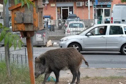 Alerta en el campo: estiman 4 millones de jabalíes y advierten por el impacto productivo y ambiental de la especie Alerta en el campo: estiman 4 millones de jabalíes y advierten por el impacto productivo y ambiental de la especie