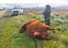 Un camión chocó contra una vaca suelta sobre la Ruta 33 cerca de Espartillar Un camión chocó contra una vaca suelta sobre la Ruta 33 cerca de Espartillar