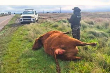 Un camión chocó contra una vaca suelta sobre la Ruta 33 cerca de Espartillar Un camión chocó contra una vaca suelta sobre la Ruta 33 cerca de Espartillar