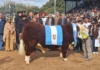 La Rural de Palermo encontró nuevamente sus mejores animales en el Sudoeste Bonaerense La Rural de Palermo encontró nuevamente sus mejores animales en el Sudoeste Bonaerense