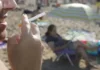 Buscan por Ley prohibir el cigarrillo en todas las playas de la provincia de Buenos Aires Buscan por Ley prohibir el cigarrillo en todas las playas de la provincia de Buenos Aires