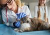 Día del Veterinario: compromiso y dedicación por la salud pública y el bienestar de los animales Día del Veterinario: compromiso y dedicación por la salud pública y el bienestar de los animales
