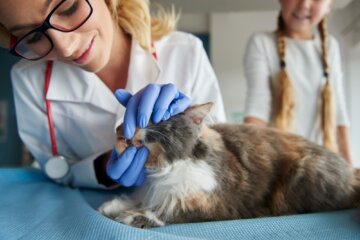 Día del Veterinario: compromiso y dedicación por la salud pública y el bienestar de los animales Día del Veterinario: compromiso y dedicación por la salud pública y el bienestar de los animales