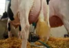 La vaca que dio casi 160 litros en cuatro ordeños y se consagró campeona argentina La vaca que dio casi 160 litros en cuatro ordeños y se consagró campeona argentina