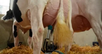La vaca que dio casi 160 litros en cuatro ordeños y se consagró campeona argentina La vaca que dio casi 160 litros en cuatro ordeños y se consagró campeona argentina