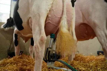 La vaca que dio casi 160 litros en cuatro ordeños y se consagró campeona argentina La vaca que dio casi 160 litros en cuatro ordeños y se consagró campeona argentina